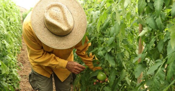 Agroecologia é mais do que produzir alimentos: é cuidar da saúde, do território e da vida