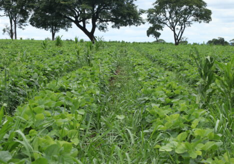 Futuro Sustentável do Agronegócio Brasileiro