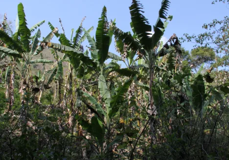 Produção orgânica: experiência do Incaper em Iconha é apresentada como referência ao Ministério da Agricultura