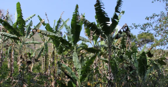 Produção orgânica: experiência do Incaper em Iconha é apresentada como referência ao Ministério da Agricultura