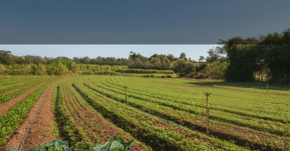 Uma perspectiva do Instituto Rodale incorporando a certificação orgânica regenerativa