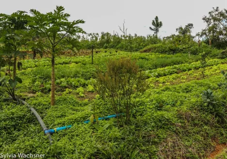 Uma Perspectiva do Rodale Institute Incorporando o Regenerative Organic Certified®