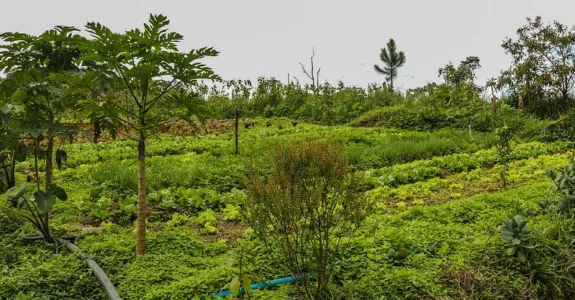 Uma Perspectiva do Rodale Institute Incorporando o Regenerative Organic Certified®