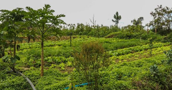 Uma Perspectiva do Rodale Institute Incorporando o Regenerative Organic Certified®