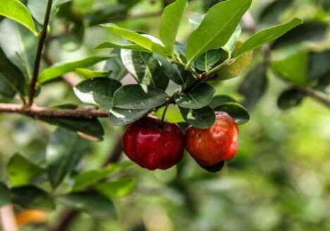 A maior fazenda de acerola orgânica do Brasil se destaca pela produção sustentável no Ceará