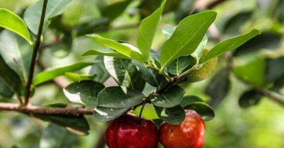 A maior fazenda de acerola orgânica do Brasil se destaca pela produção sustentável no Ceará
