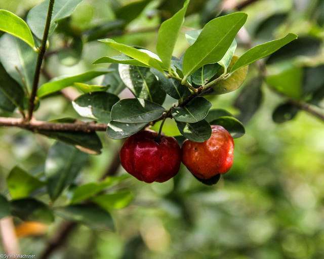 A maior fazenda de acerola orgânica do Brasil se destaca pela produção sustentável no Ceará