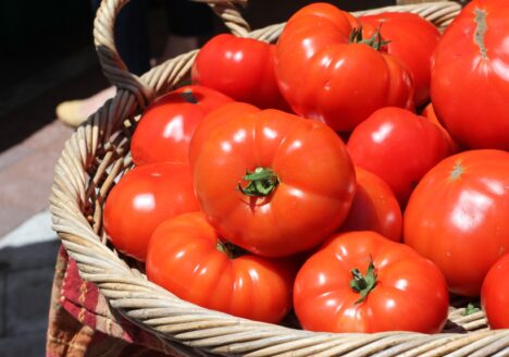 Casal colhe tomate gigante de quase um quilo em horta orgânica