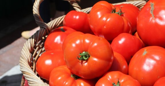 Casal colhe tomate gigante de quase um quilo em horta orgânica