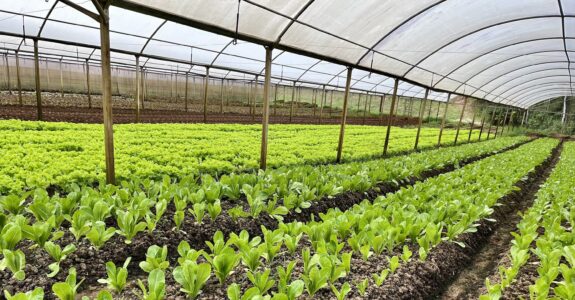 Produção orgânica busca romper barreira de preço e chegar a famílias de baixa renda