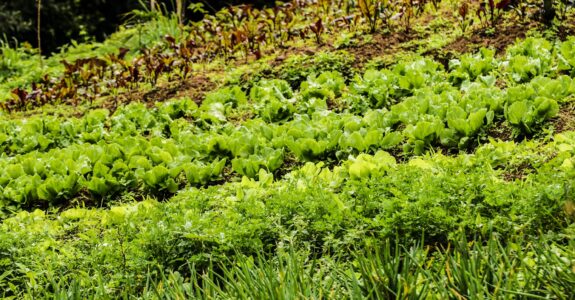 A história de uma formação que ajuda a transformar a agricultura orgânica no Brasil