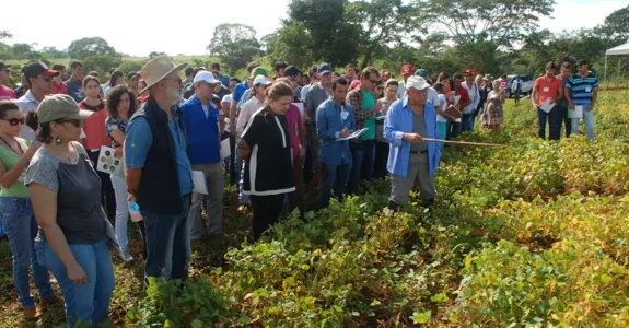 Técnicas simples reduzem o “mato” e dispensam herbicidas em lavouras orgânicas