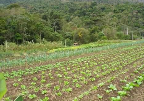 ONU: agricultura verde é vital no mundo
