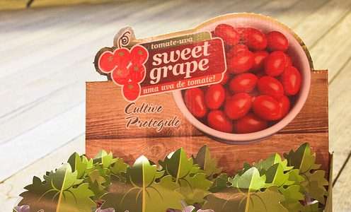 Modelo de gestão na cadeia de produção tomates